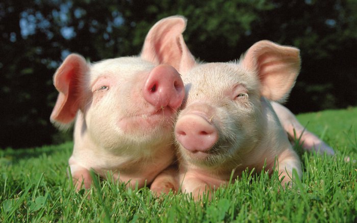 Свиньи станут идеальными донорами органов для человека