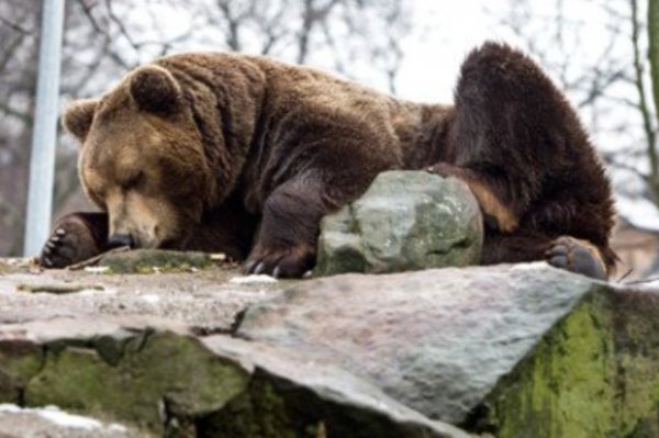 На Курилах задержаны живодеры, которые на джипе переехали медведя восемь раз